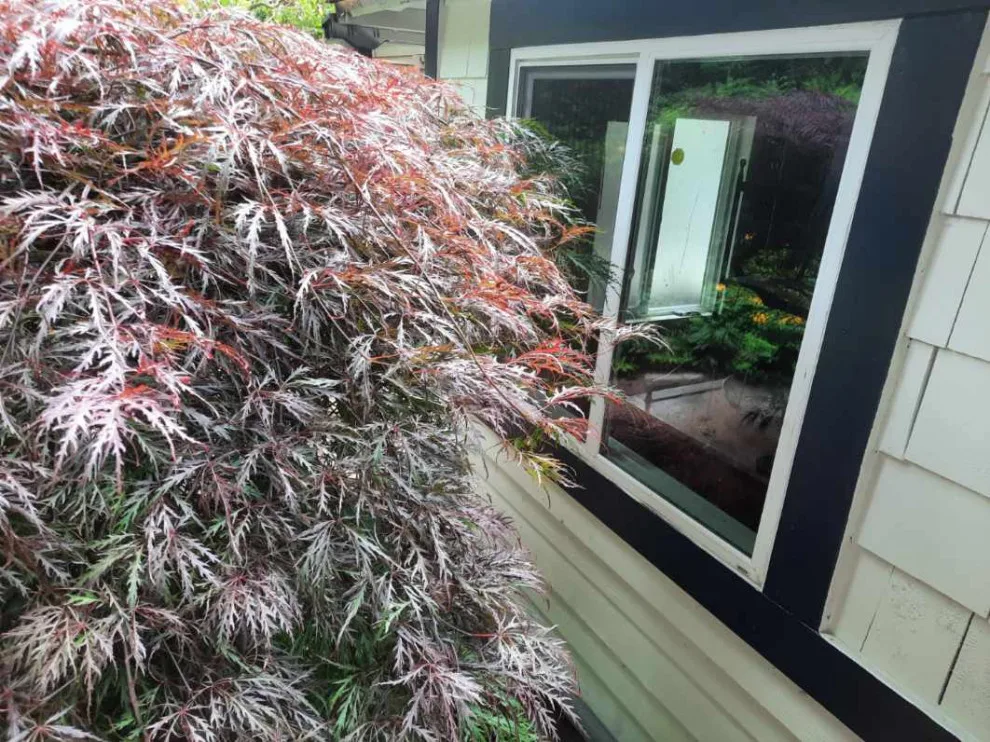 Edmonds Washington by Looks Like New Painting LLC - Photo 13