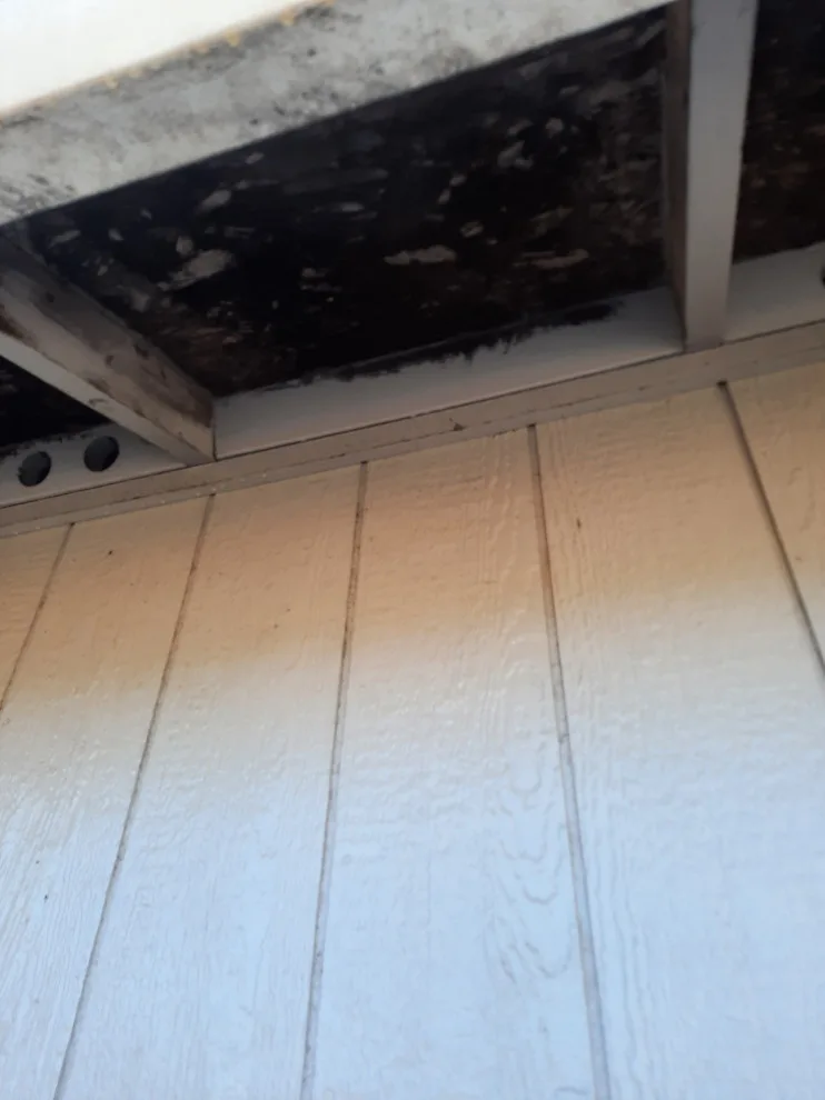 Puyallup, WA - Homeowners Association by Looks Like New Painting LLC - Photo 5