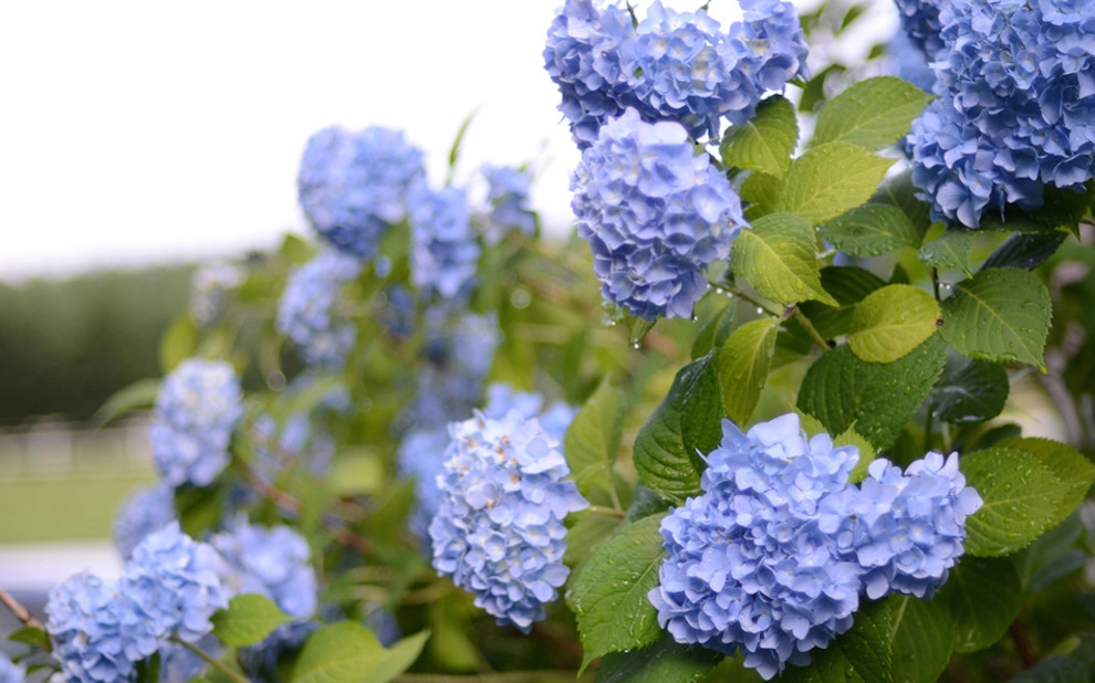 Stockner's Rockville Nurseries, Inc. - Photo 6
