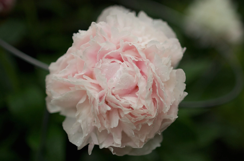 Stockner's Rockville Nurseries, Inc. - Photo 7