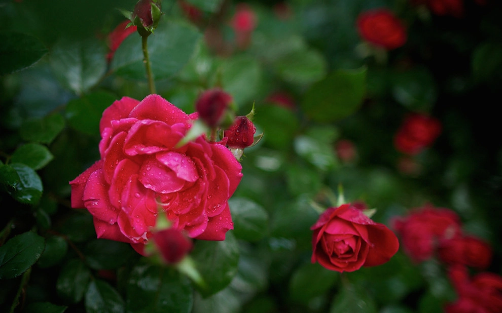 Portfolio by Stockner's Rockville Nurseries, Inc. - Photo 13