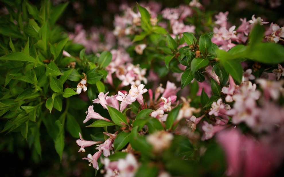 Stockner's Rockville Nurseries, Inc. - Photo 14