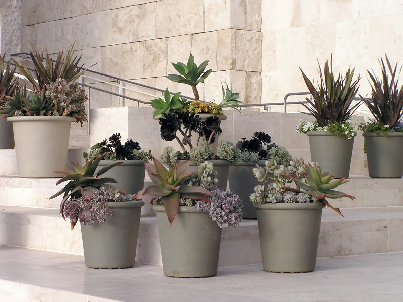 Coast Live Tropicals - Photo 3