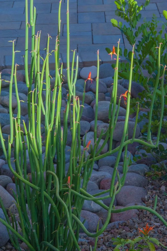 Tucson's Curved Desert by Santa Rita Landscaping, Inc. - Photo 20