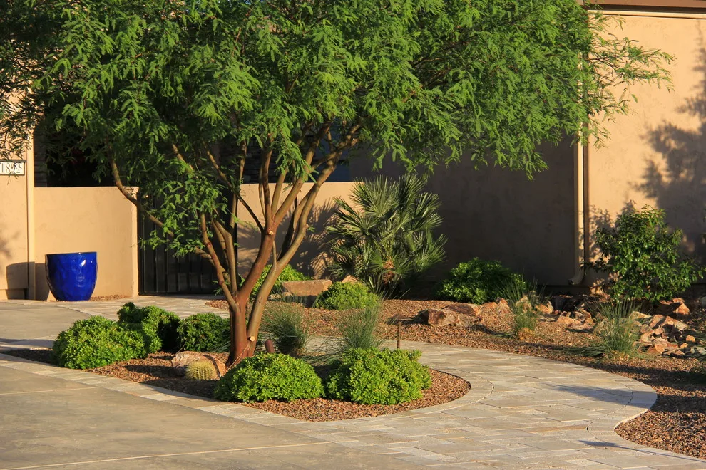 Jade Tucson by Santa Rita Landscaping, Inc. - Photo 15