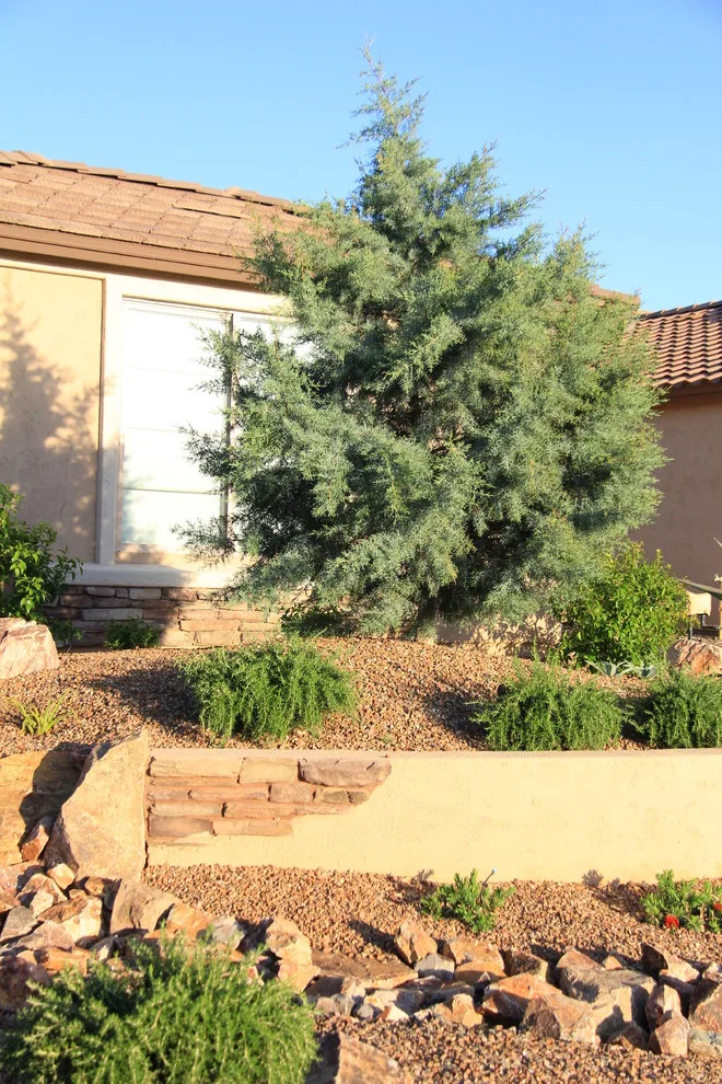 Jade Tucson by Santa Rita Landscaping, Inc. - Photo 18