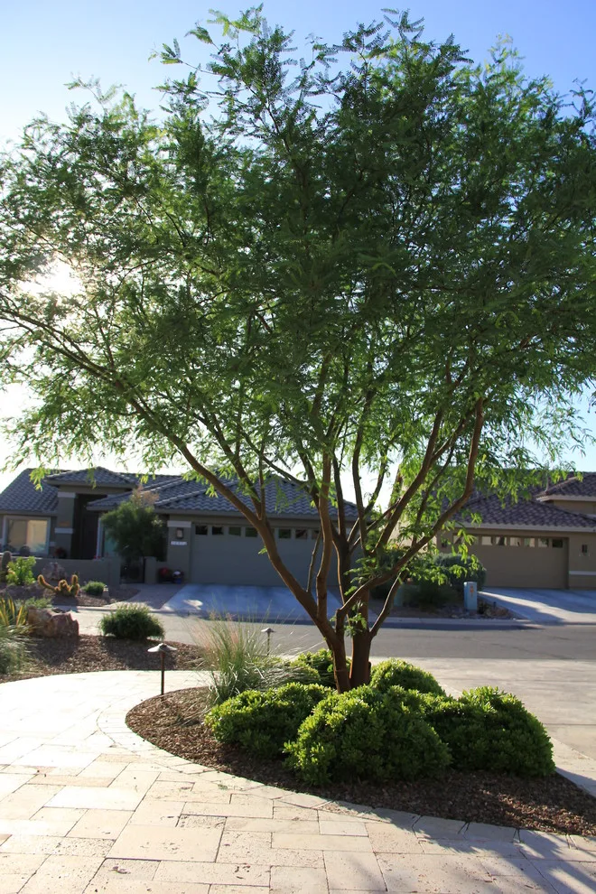 Jade Tucson by Santa Rita Landscaping, Inc. - Photo 3