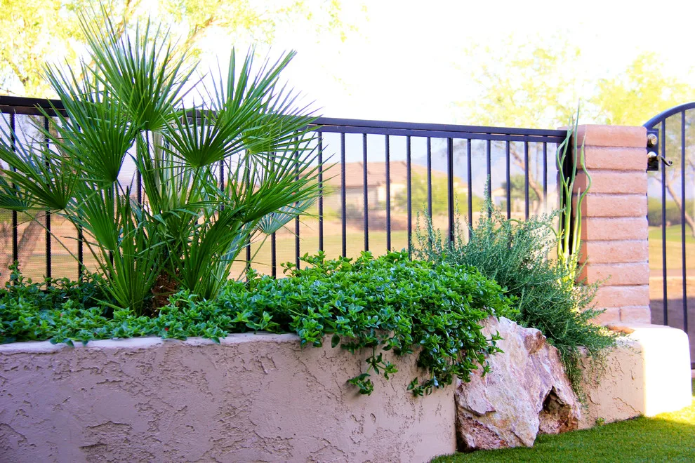 Jade Tucson by Santa Rita Landscaping, Inc. - Photo 8