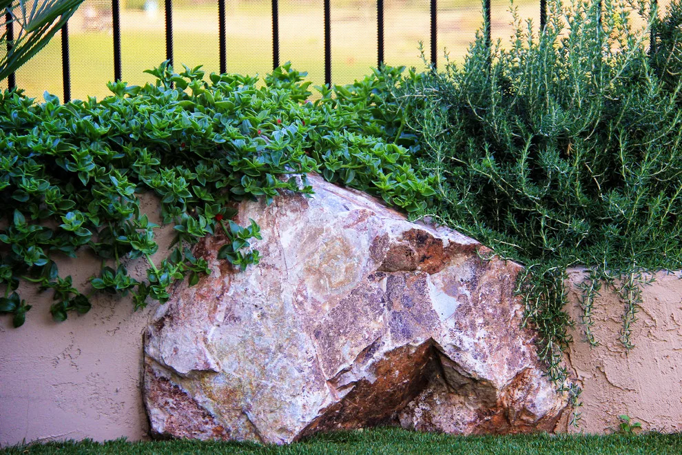 Jade Tucson by Santa Rita Landscaping, Inc. - Photo 16