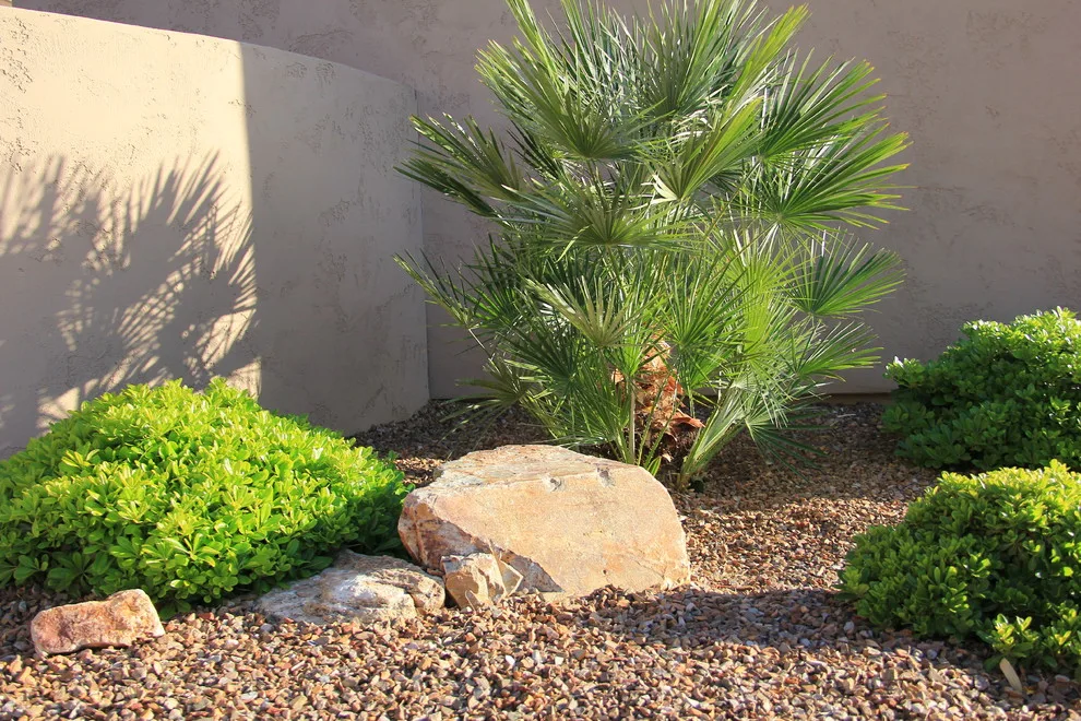 Jade Tucson by Santa Rita Landscaping, Inc. - Photo 31