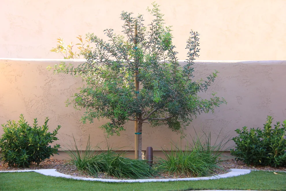 Jade Tucson by Santa Rita Landscaping, Inc. - Photo 29