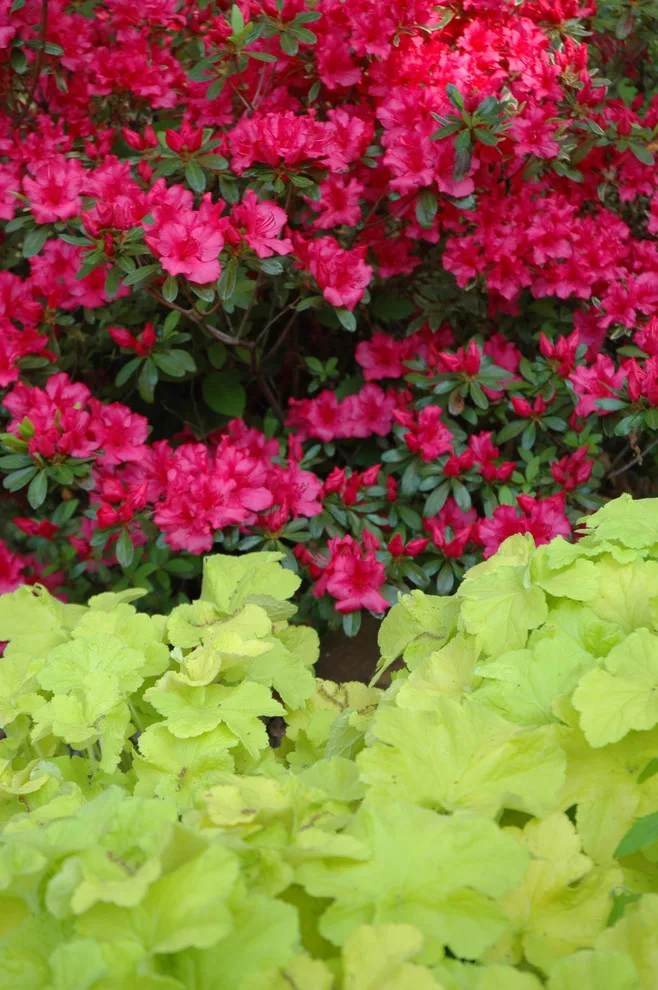 Botanical Recipes by Kingdom Landscape - Photo 7