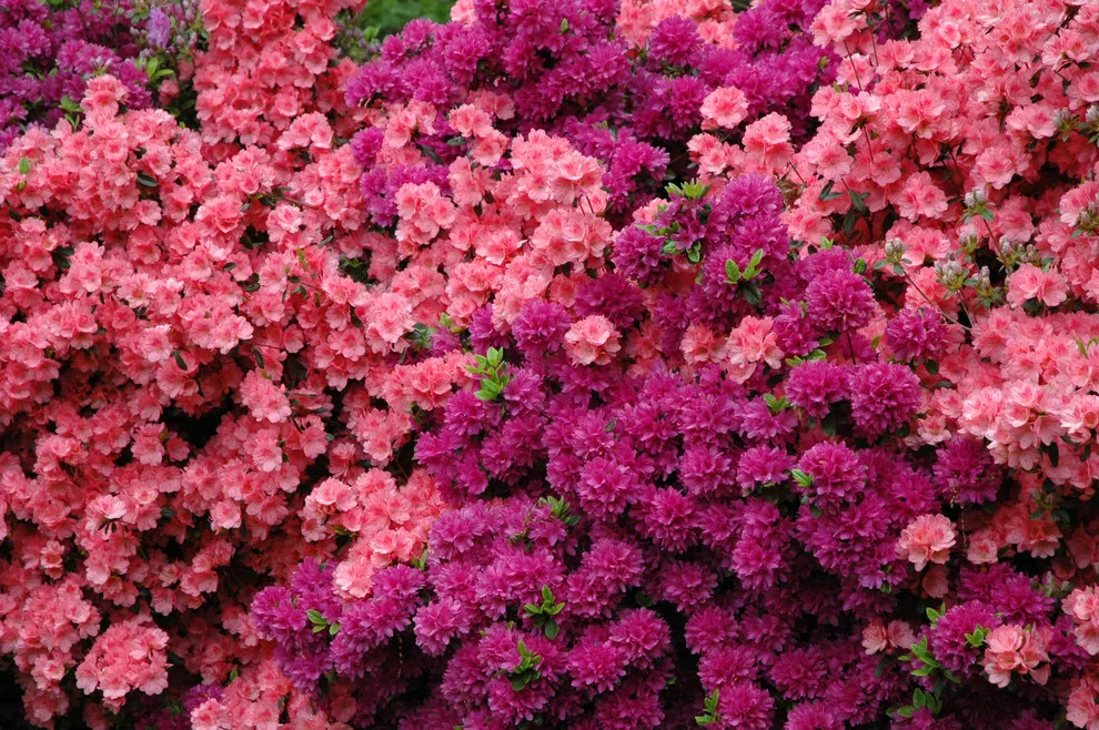 Botanical Recipes by Kingdom Landscape - Photo 3