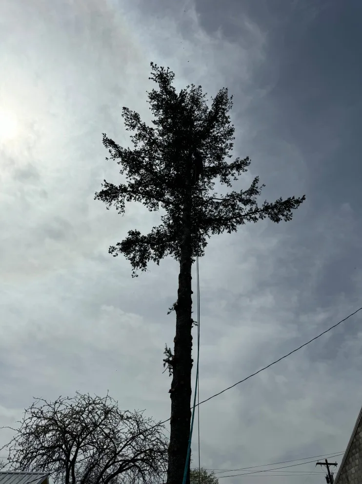 Oso Landscape - Photo 7
