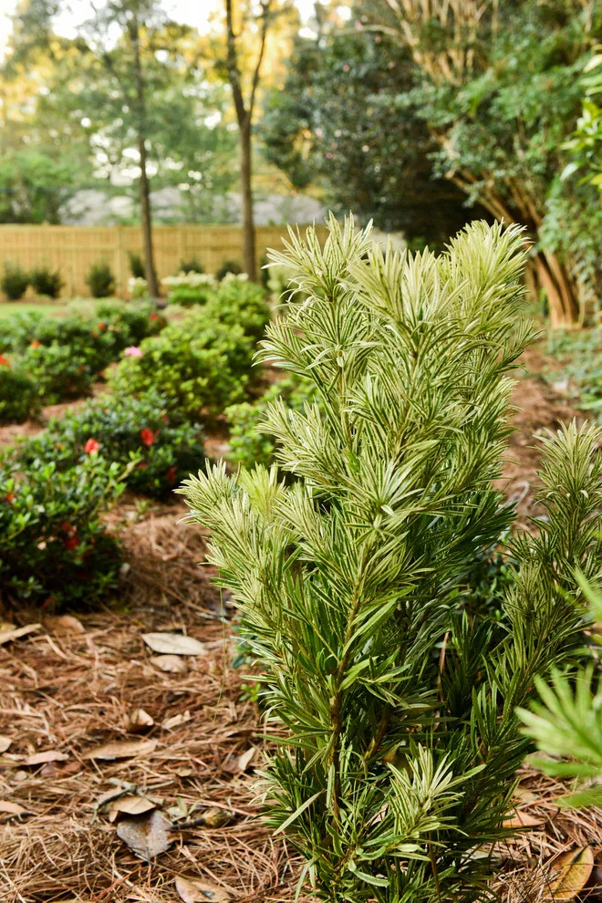 5808 Fairfax Road North by Bay Landscaping, Inc. - Photo 17