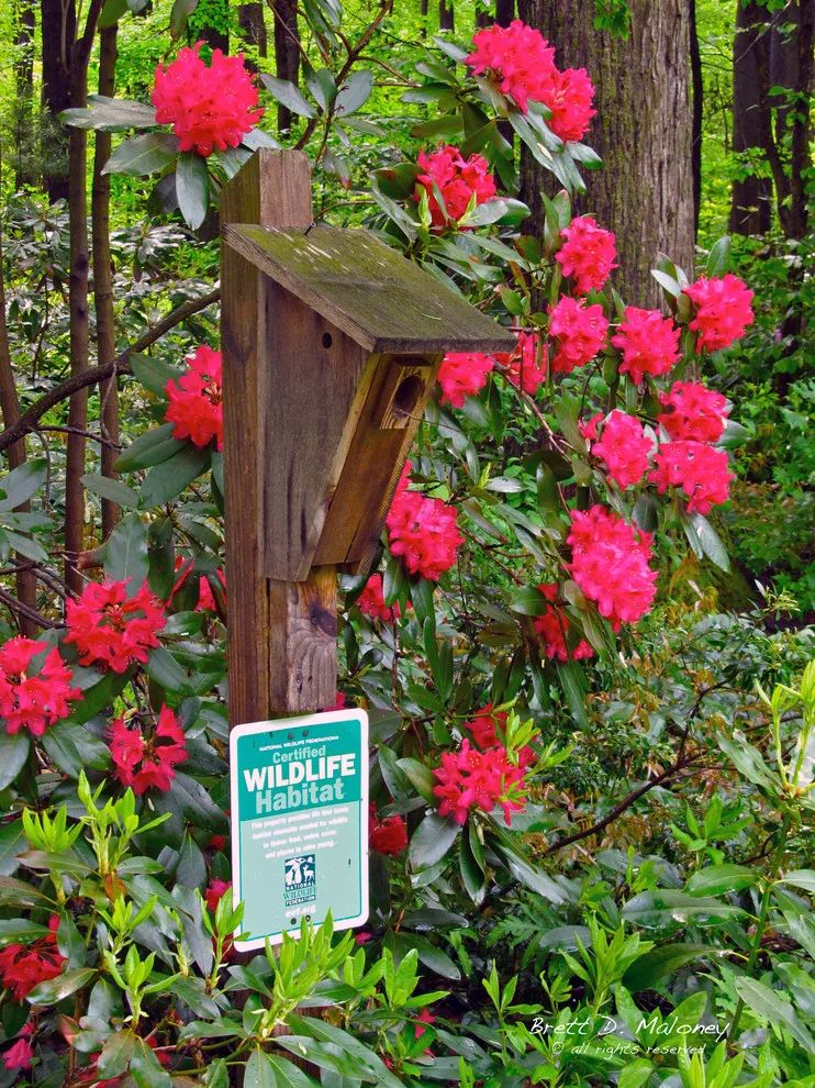 Brett Maloney Landscapes, LLC - Photo 2