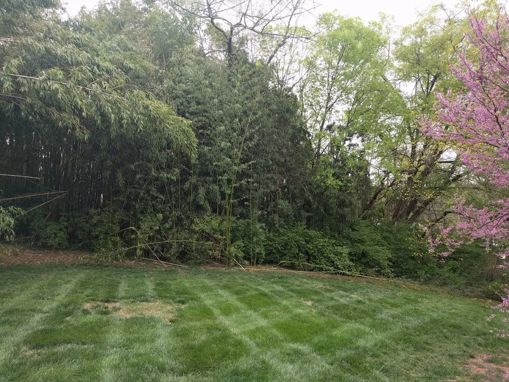 Bamboo Elimination by Bullington Land Management Corp. - Photo 3