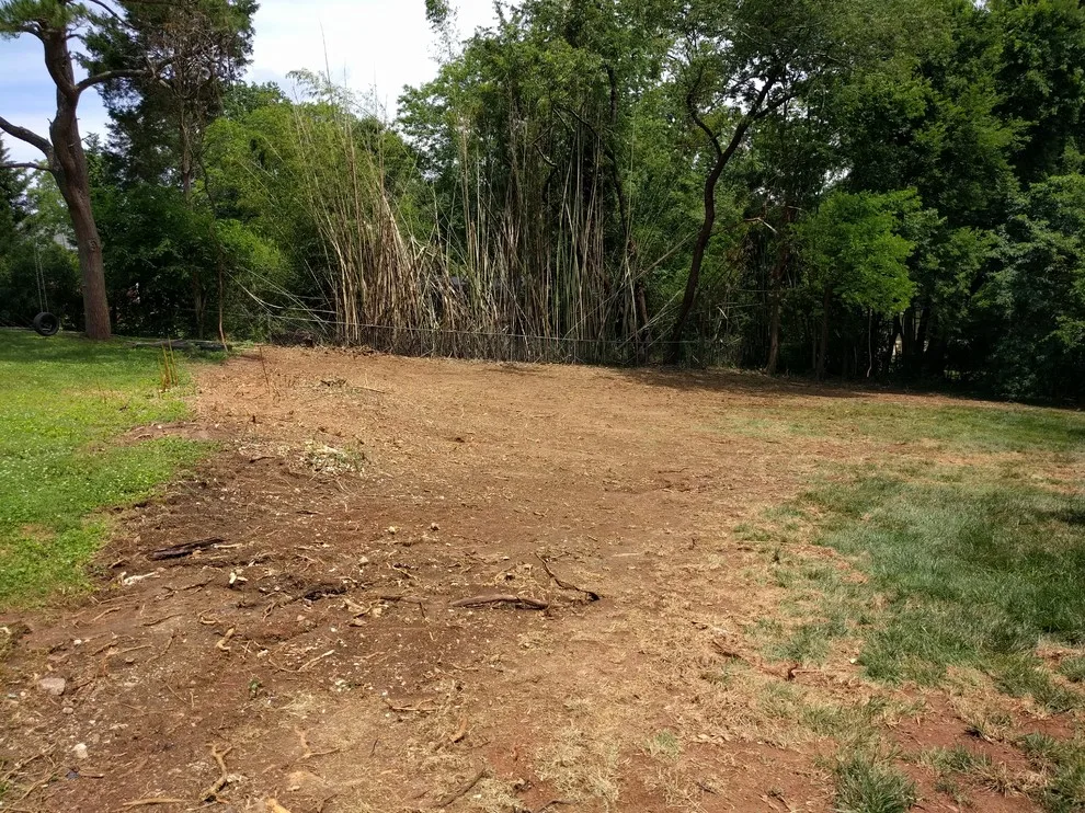 Bamboo Elimination by Bullington Land Management Corp. - Photo 4
