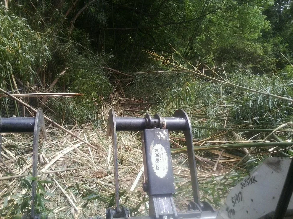 Bamboo Elimination by Bullington Land Management Corp. - Photo 5