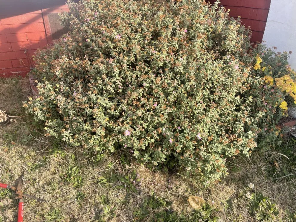 Flourish Landscaping and Home Maintenance Service by Blossom Landscaping & Handyman Service - Photo 9