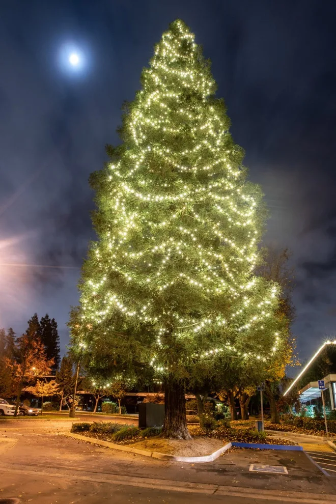 California Christmas Illumination by Kaylor Landscape + Christmas Decor - Photo 11