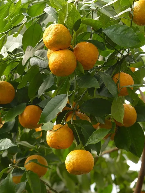 Citrus Plants by Payless Landscape & Irrigation Services, LLC - Photo 2