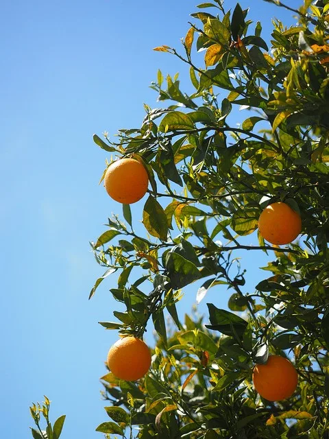 Citrus Plants by Payless Landscape & Irrigation Services, LLC - Photo 4