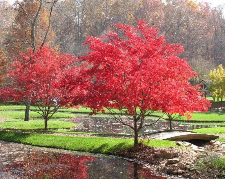 Commercial Landscaping Solutions by ProScapes - Photo 6