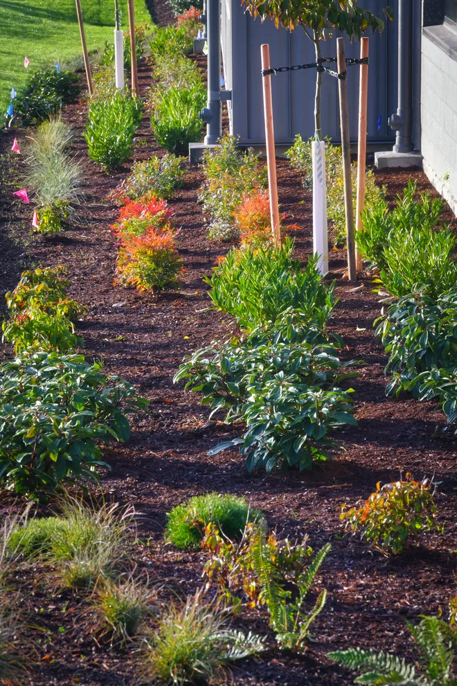ProScapes Landscaping at Anacortes High School by ProScapes - Photo 13