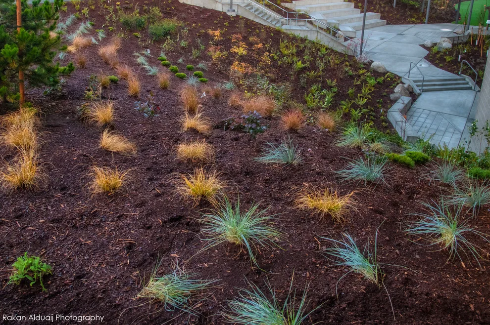 ProScapes Landscaping at Anacortes High School by ProScapes - Photo 16