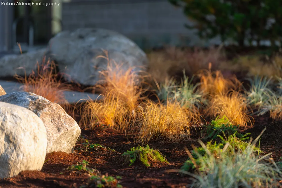 ProScapes Landscaping at Anacortes High School by ProScapes - Photo 15