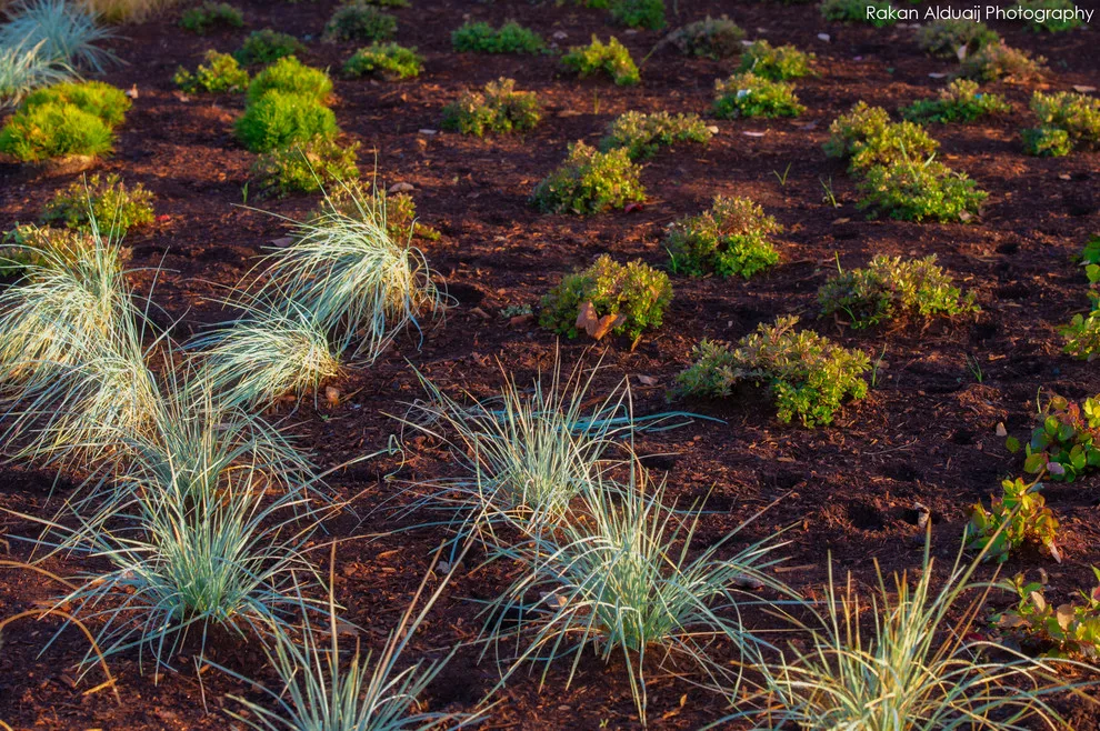 ProScapes Landscaping at Anacortes High School by ProScapes - Photo 10