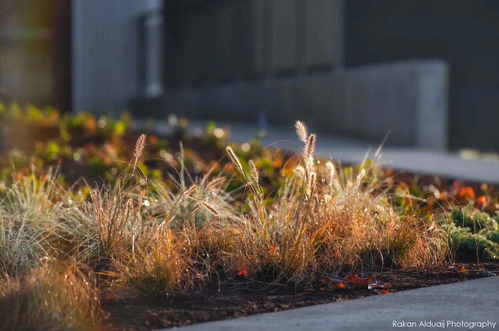 ProScapes Landscaping at Anacortes High School by ProScapes - Photo 5