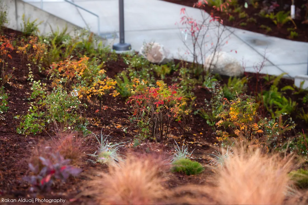 ProScapes Landscaping at Anacortes High School by ProScapes - Photo 7
