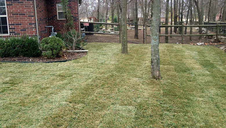Grass Solutions - Photo 4