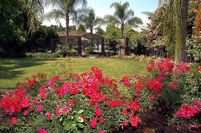 Modern Asian by Plant Systems Landscape - Photo 4