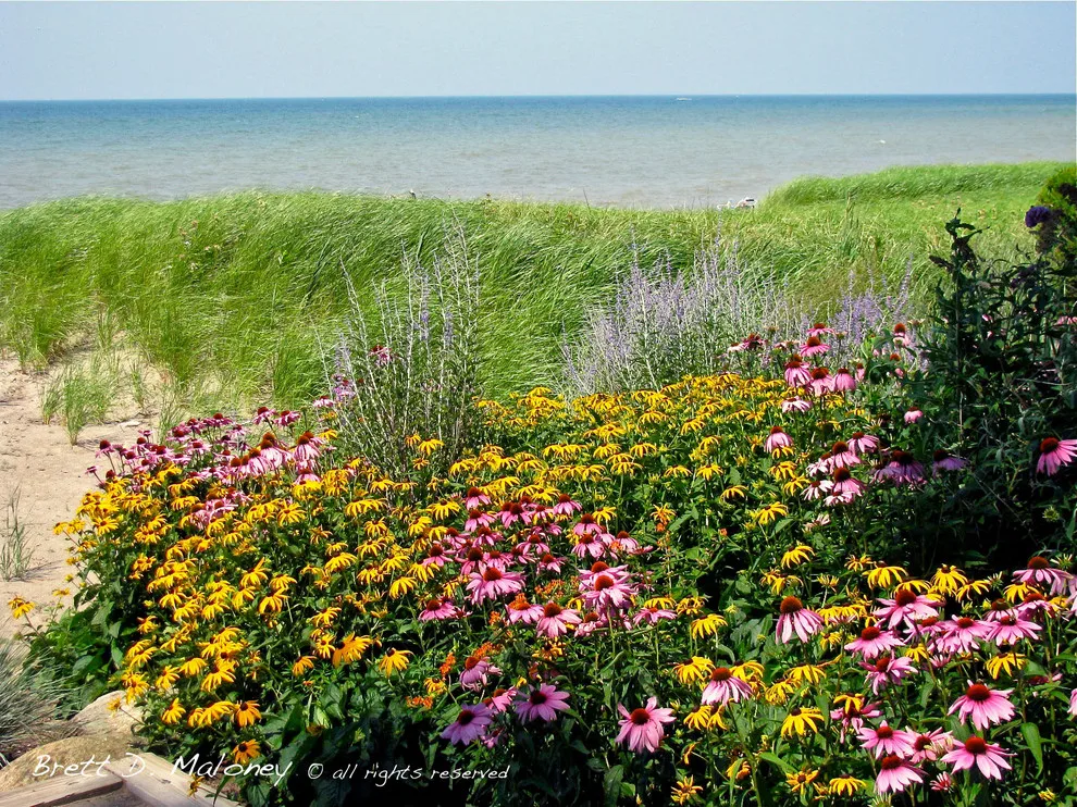 Modern Coastal Garden by Brett Maloney Landscapes, LLC - Photo 6