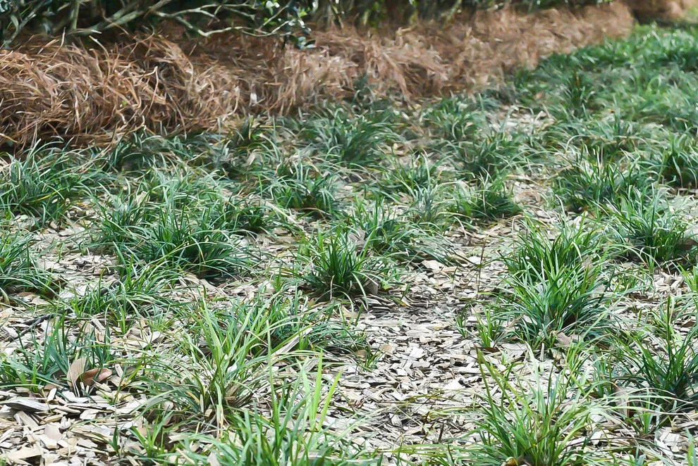 Bay Landscaping, Inc. - Photo 3