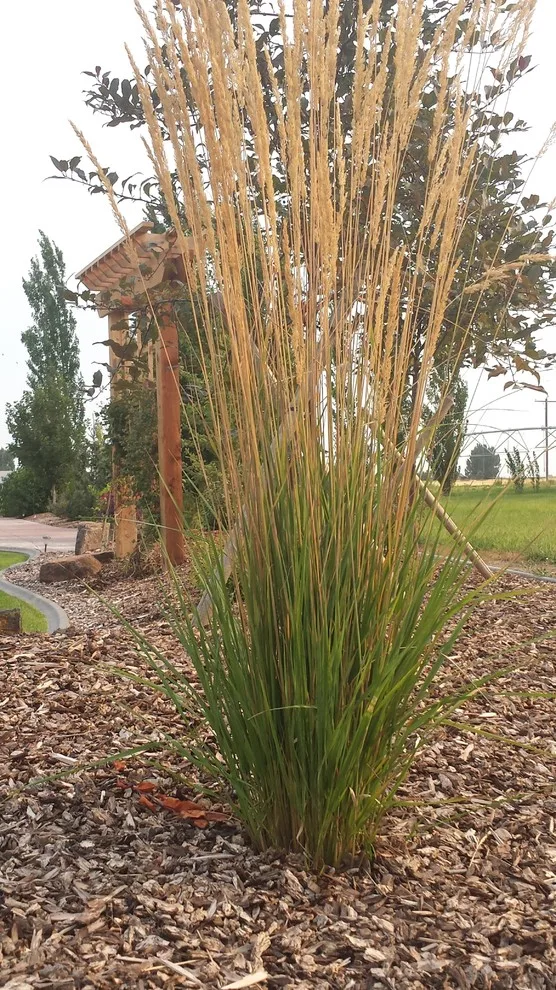 Rural Lifestyle by Kimberly Nurseries Landscaping & Irrigation - Photo 4