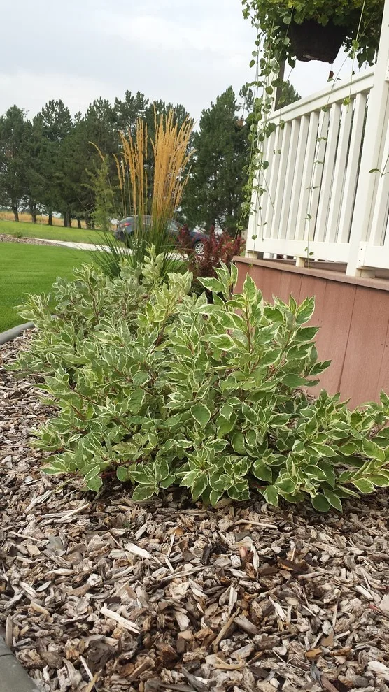 Rural Lifestyle by Kimberly Nurseries Landscaping & Irrigation - Photo 10
