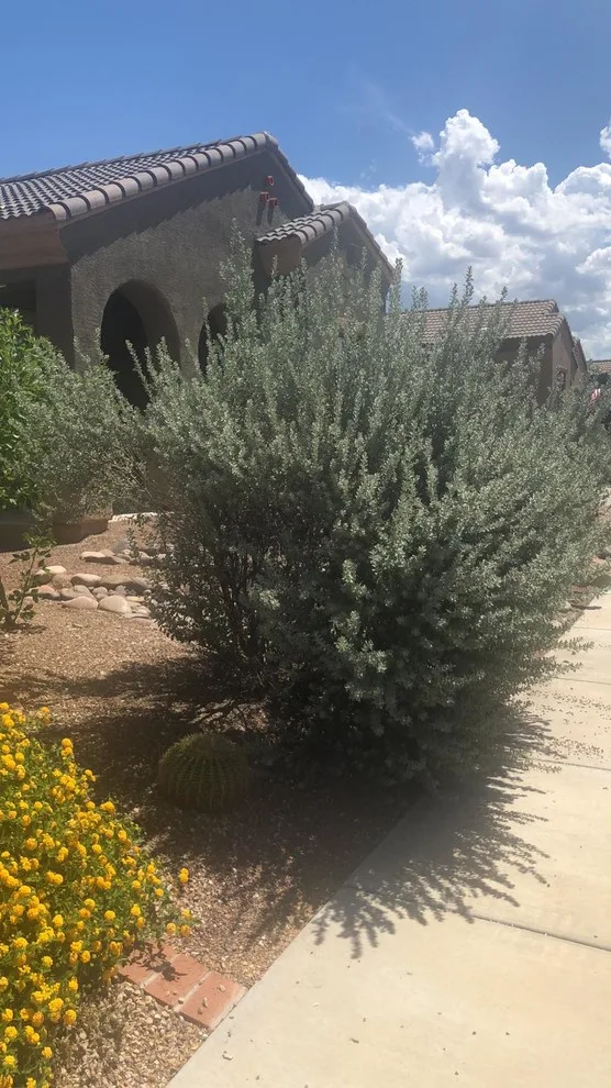 Desert Stream Initiative by Payless Landscape & Irrigation Services, LLC - Photo 5