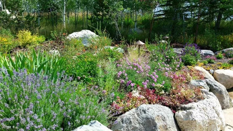 Novus Landscape - Photo 3