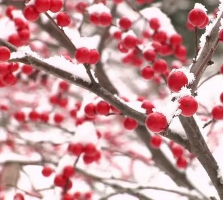 Winter Wonderland for Your Backyard by ProScapes by ProScapes - Photo 6