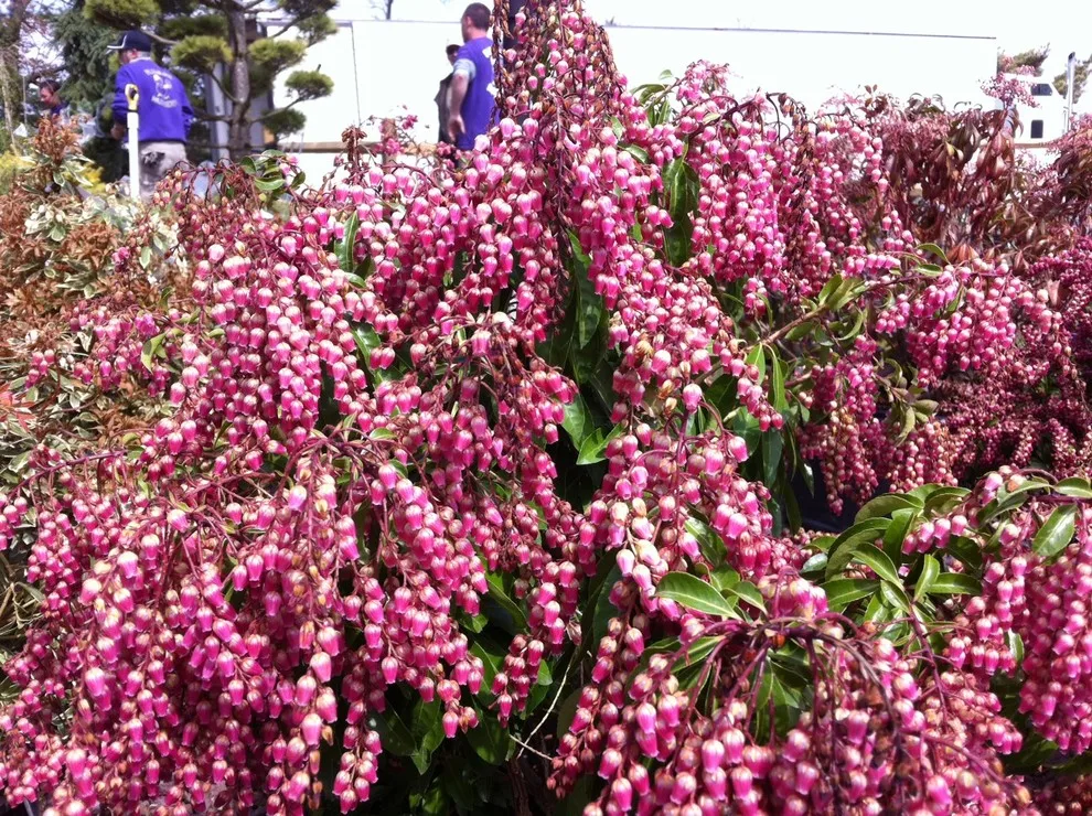 Plumline Nursery Inc - Photo 14