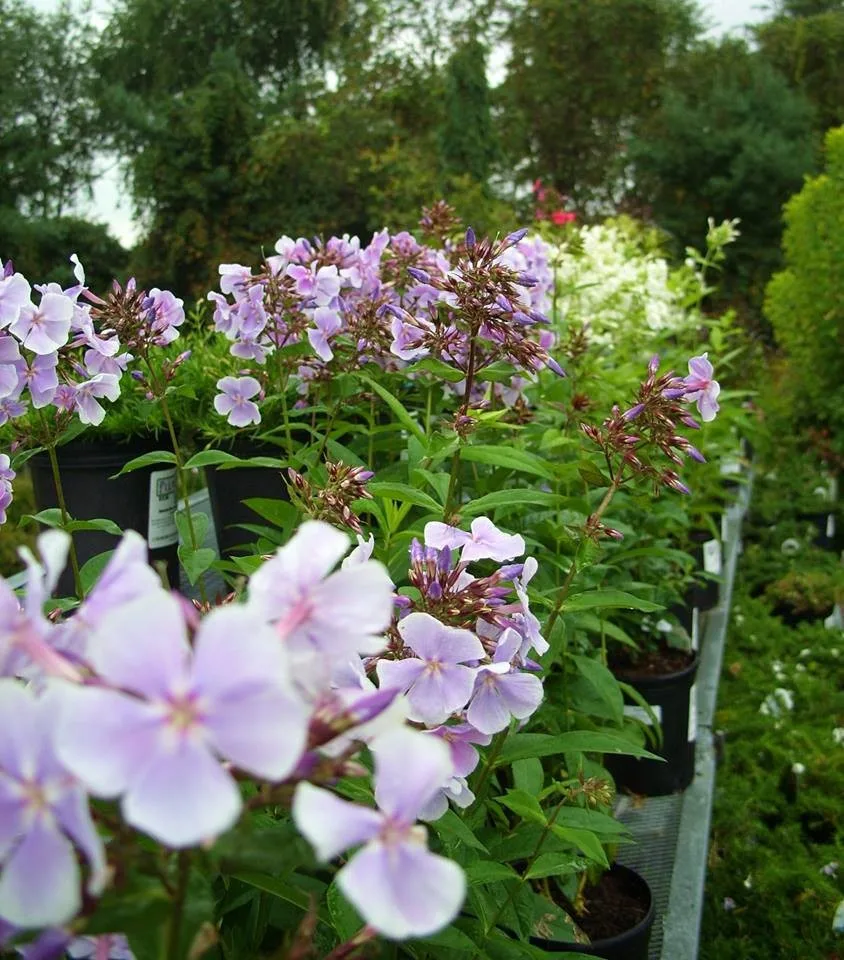 Plumline Nursery Inc - Photo 7