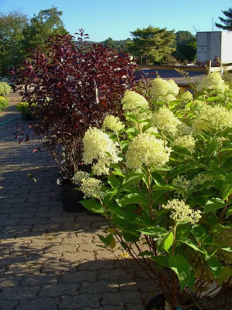 Plumline Nursery Inc - Photo 5