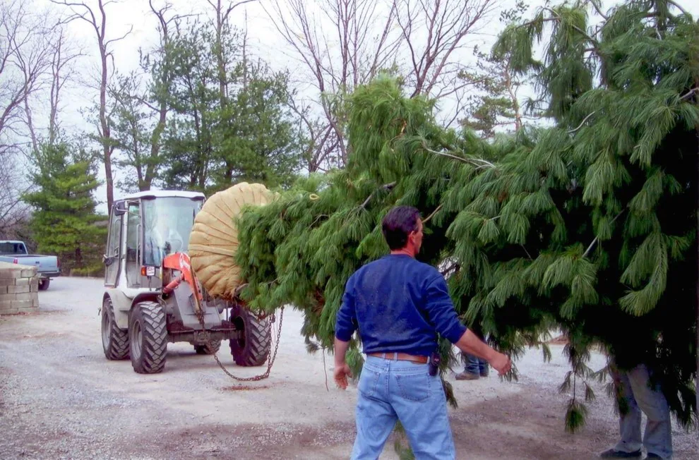Plumline Nursery Inc - Photo 10
