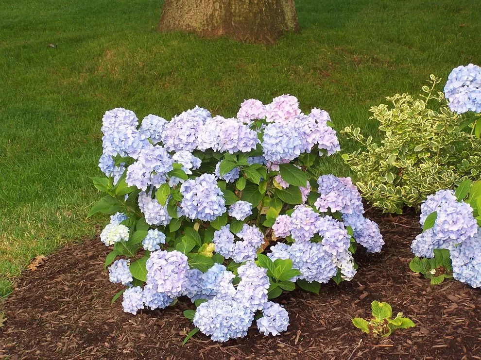 Gardening and Plant Cultivation by Town & Country Enterprises Inc - Photo 2