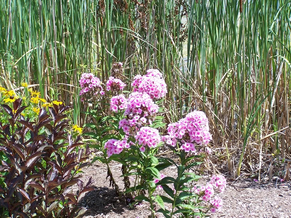 Gardening and Plant Cultivation by Town & Country Enterprises Inc - Photo 17