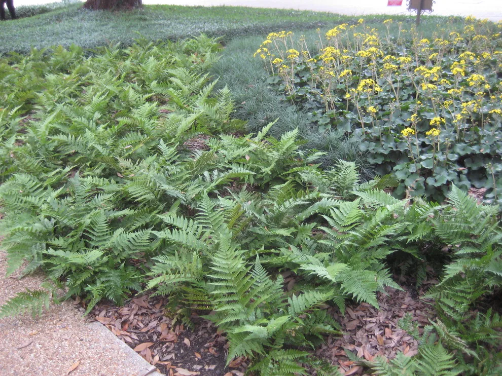 Louisiana Horticulture Services - Photo 12